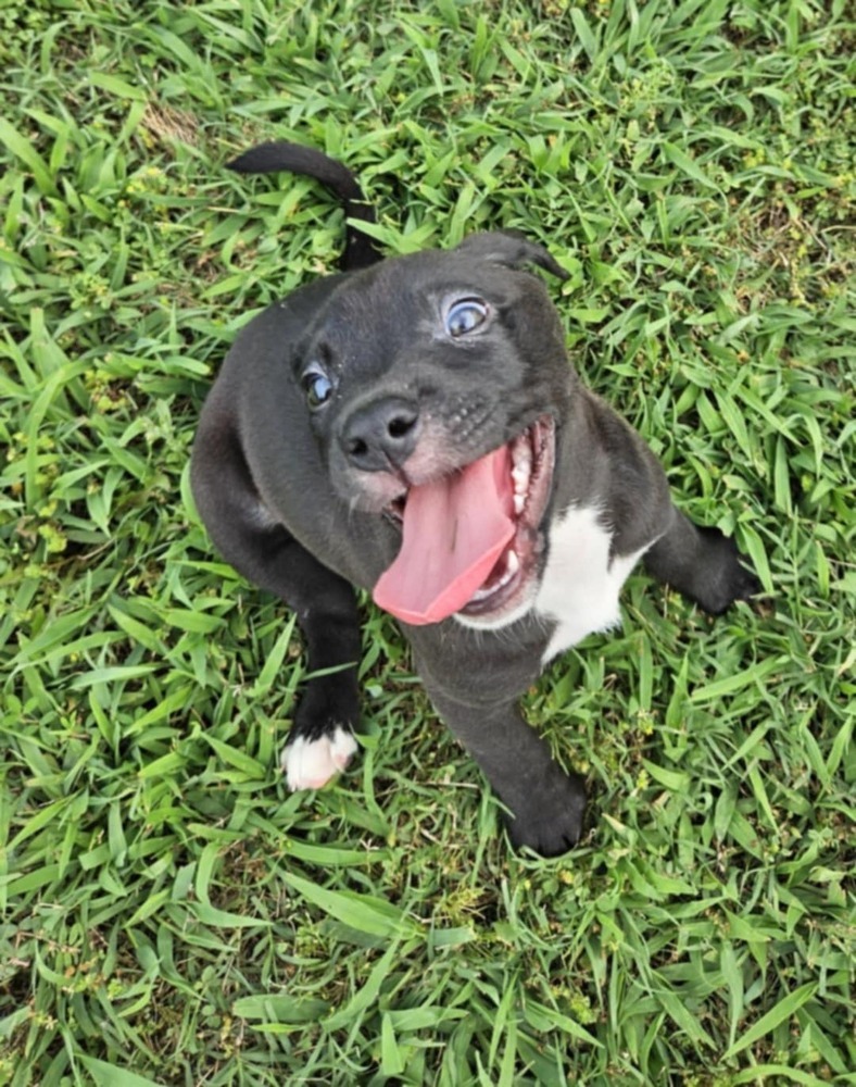 Calypso