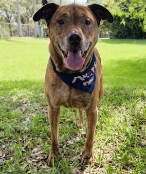 DOC American Staffordshire Terrier Dog