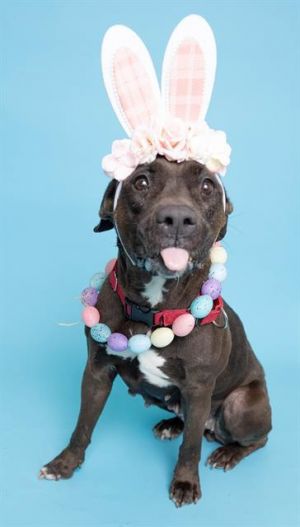 IRIS American Staffordshire Terrier Dog