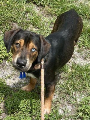 ZOD Basset Hound Dog