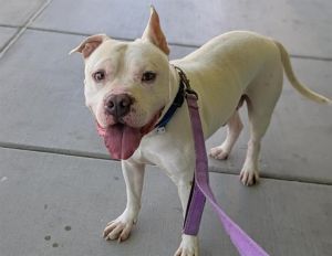 DAMU, Adult Male Pit Bull Terrier