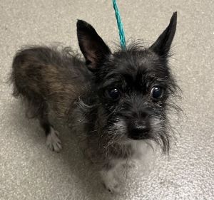 BOBBIE, Senior Male Terrier