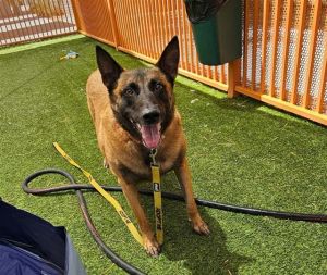 CALLIOPE, Adult Female Belgian Shepherd / Malinois