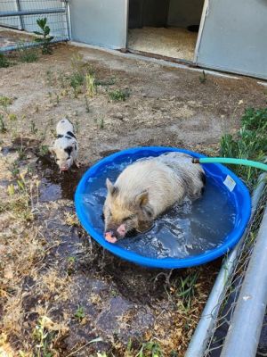 ADELINE, Young Female Pig