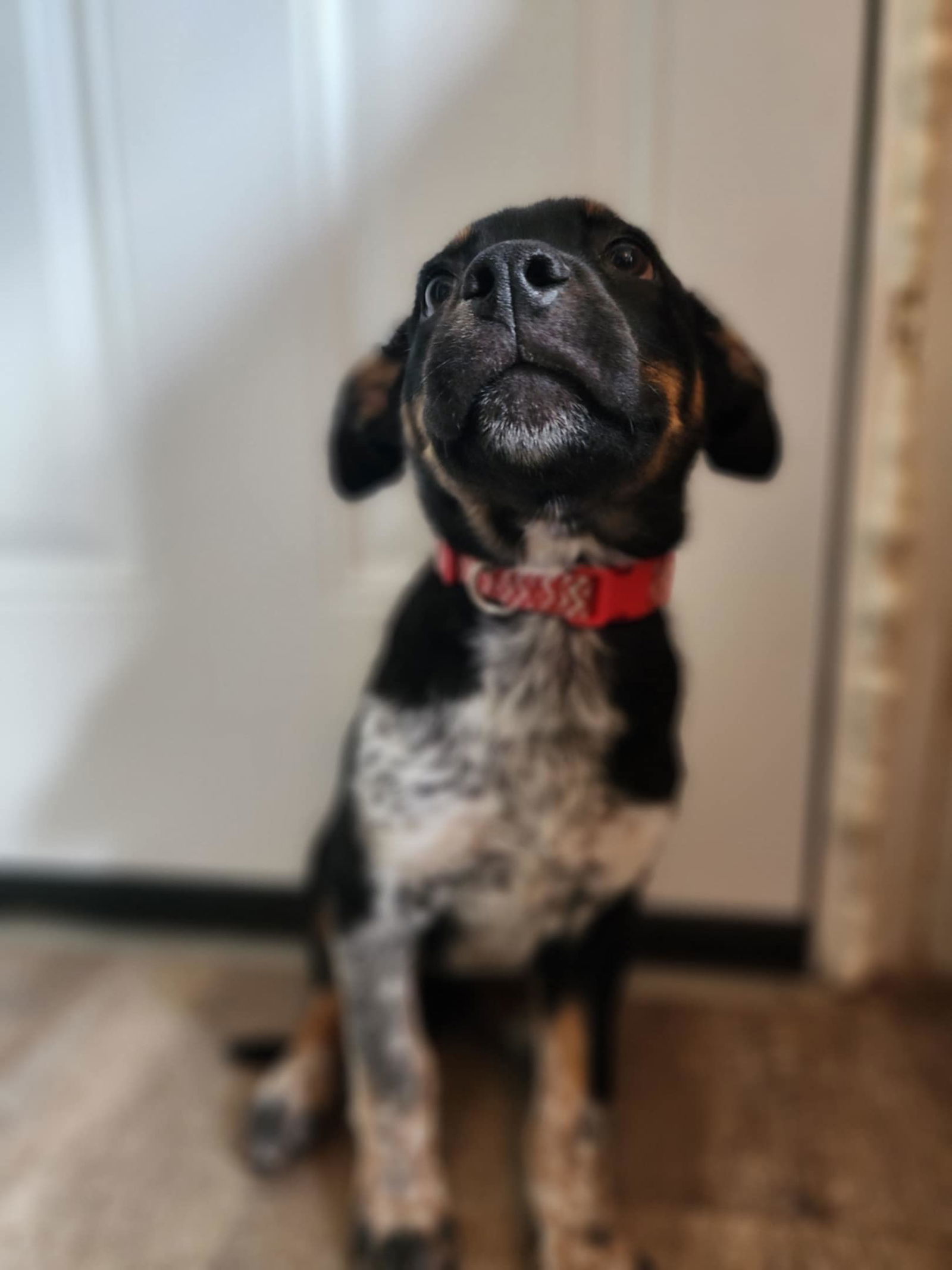 Kaya