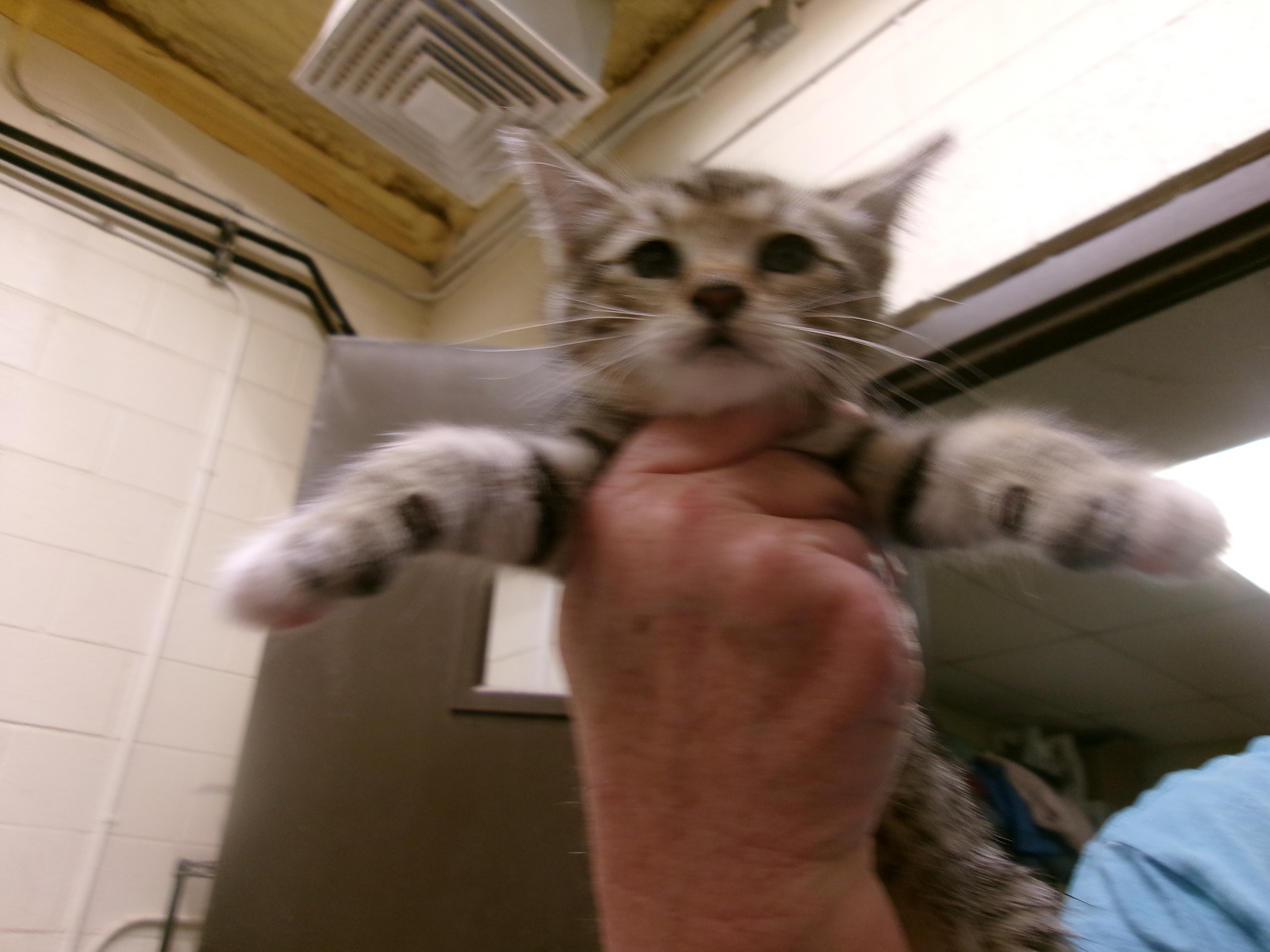 Akuma, an adoptable Domestic Short Hair in Clovis, NM, 88101 | Photo Image 1