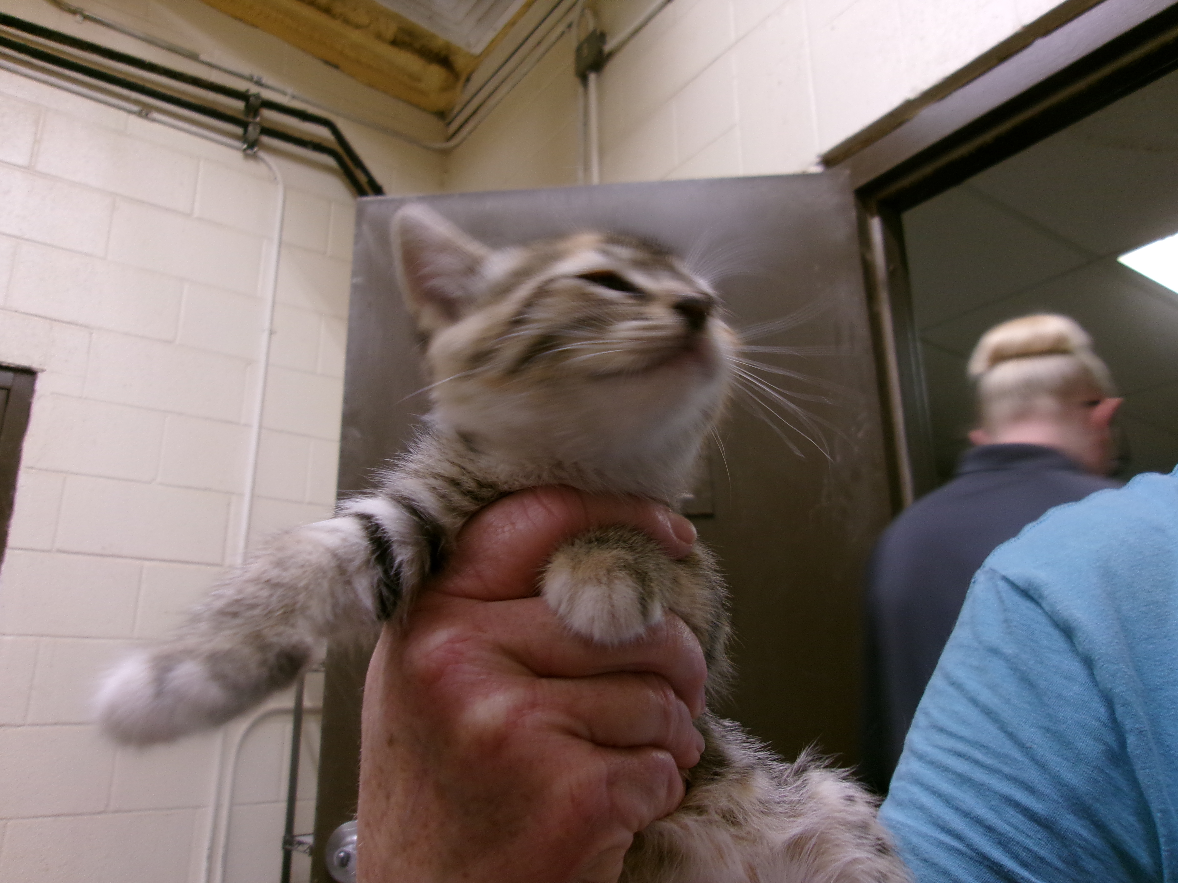 Juri, an adoptable Domestic Short Hair in Clovis, NM, 88101 | Photo Image 1