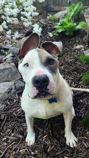 Linus, Adult Male American Staffordshire Terrier