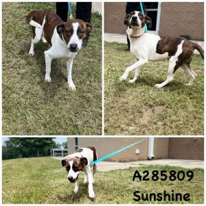 SUNSHINE, Young Female Mixed Breed