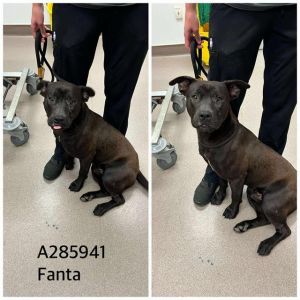 FANTA, Young Male Mixed Breed