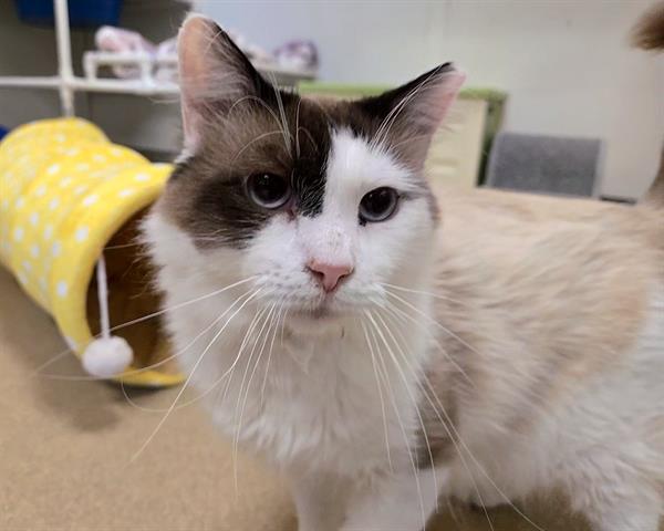 BRYAN, an adoptable Ragdoll, Domestic Short Hair in Raleigh, NC, 27603 | Photo Image 1