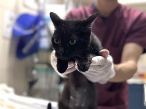 BRANDY, Young Female Domestic Short Hair