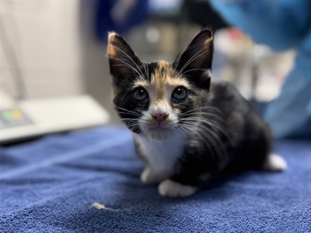 COCO