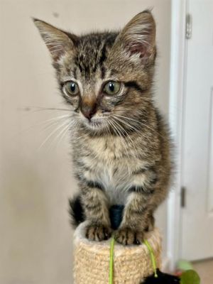 SCRABBLE, Baby Female Domestic Short Hair