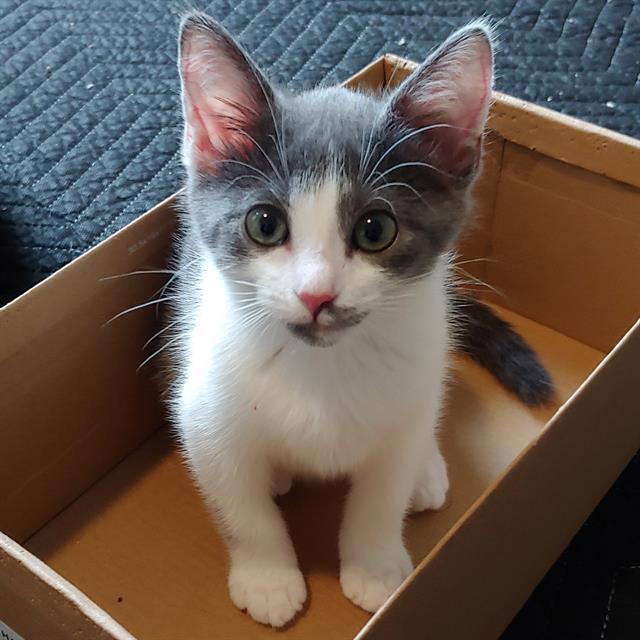 JUNIPER