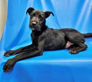 Chowder, Adult Male Standard Poodle