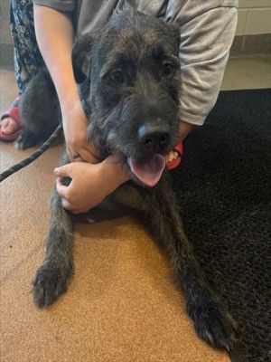 DEEDEE, Young Female Labrador Retriever