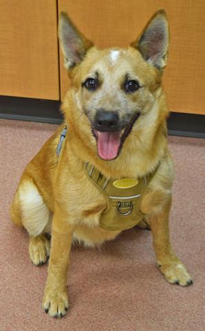 GIZMO, Adult Male Australian Cattle Dog / Blue Heeler