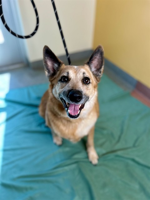 GIZMO, an adoptable Australian Cattle Dog / Blue Heeler, Mixed Breed in Ogden, UT, 84404 | Photo Image 1
