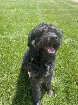 BERNIE, Young Male Poodle