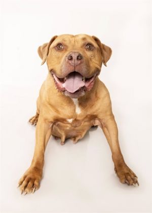 CAPYBARA, Adult Female Staffordshire Bull Terrier