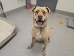 BLART Labrador Retriever Dog