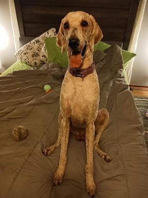 MILES, Young Male Poodle