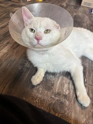 EMINEM, Young Male Domestic Short Hair