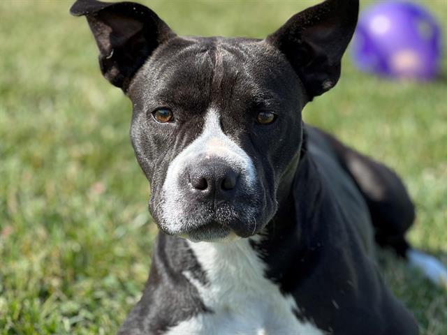 DELILAH