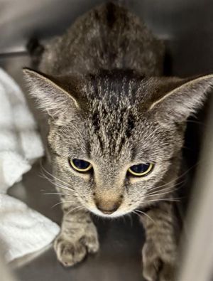 PRINCESS SASSY, Young Female Domestic Short Hair