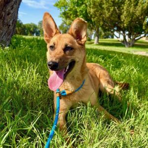 CUPCAKE, Young Female Labrador Retriever