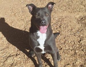 ABRAHAM, Young Male Pit Bull Terrier