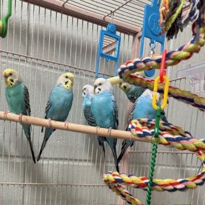 DIPPEL, Young Male Parakeet (Other)