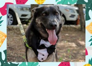 Im a goofy affectionate lap dog who loves being by your side and cuddling up in your lap you wont