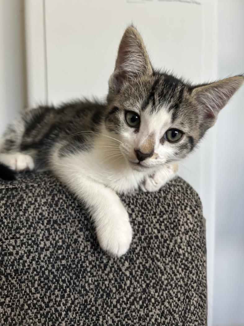 DEWEY