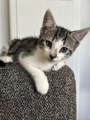 DEWEY Domestic Short Hair Cat