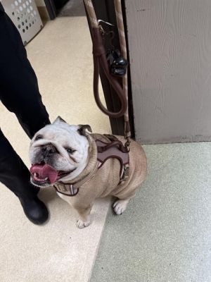 YOGI BEAR English Bulldog Dog