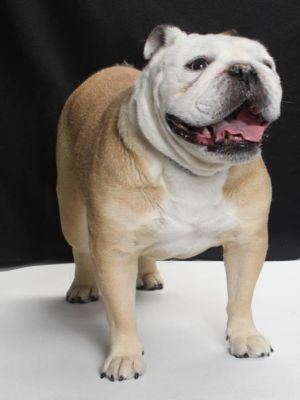 Yogi is not the right dog for an inexperienced Bulldog owner He will require an owner that has had 