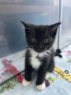 MAURI Domestic Short Hair Cat