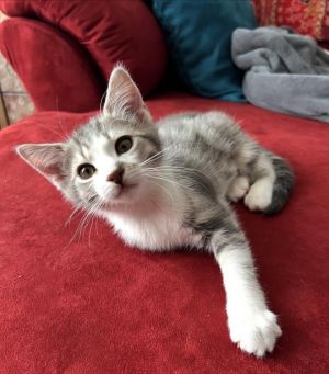 OLIVER Domestic Short Hair Cat