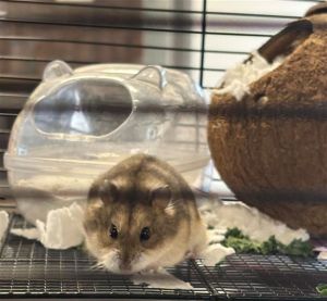 CANNOLI Hamster Small & Furry