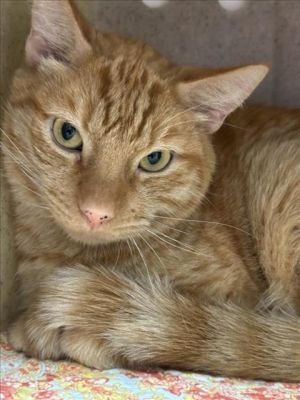 MAX Domestic Short Hair Cat