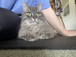 SUMMER Domestic Medium Hair Cat