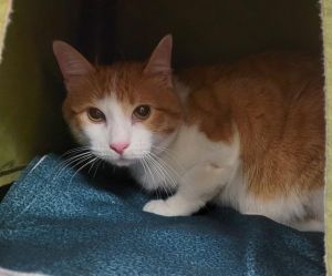 MINGO, Young Male Domestic Short Hair