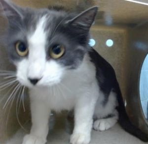 COCO Domestic Short Hair Cat