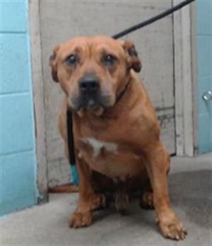 SUNNY Pit Bull Terrier Dog