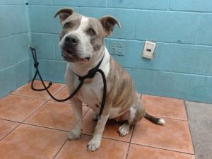 MOLLY, Young Female Pit Bull Terrier