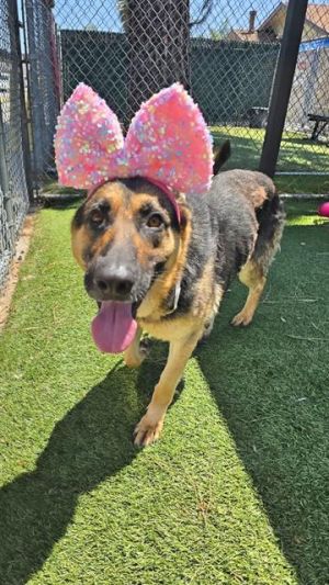 JADE German Shepherd Dog Dog
