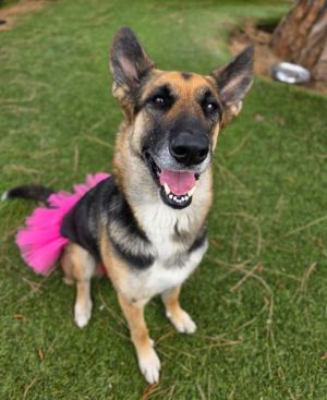 HARMONY German Shepherd Dog Dog