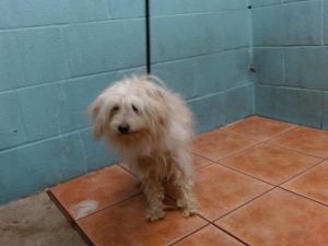 PAPACHIN Maltese Dog